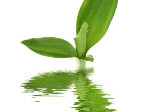 Bamboo plant Bamboo plant on white background